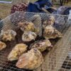 野外で牡蠣を焼く画像