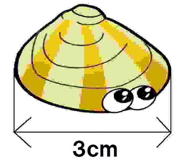 あさりのイラスト