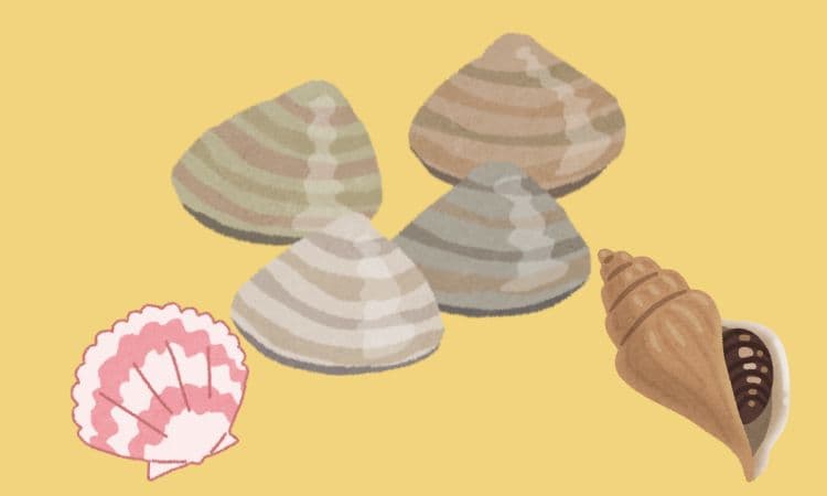 貝のイラスト