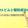 【実録】我が家のトビムシ駆除成功の記録！試してわかった本当に効果的な対策