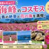 【地元民レビュー】展海峰のコスモスは見頃いつ？子連れで楽しめる時期や駐車場・アクセスを解説！
